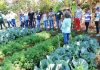 Emater-DF comemora 42 anos com crescimento na produção agropecuária da capital