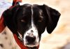 Você sabia que seu cãozinho pode doar sangue?