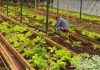 Impulsionado pelo consumo, cresce produção de orgânicos na capital