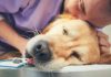 Hospital Veterinário fez 81 mil atendimentos no 1º semestre.