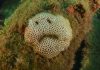 ‘Emoji triste’ é fotografado em coral durante mergulho em Fernando de Noronha