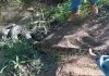 Locutor de rodeio salva cachorro atacado por sucuri em Barrinha, SP