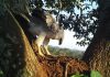 181 harpias mortas, maioria por ‘curiosidade’: dado bizarro levou pesquisador a apostar no turismo para salvar a maior ave de rapina do Brasil