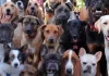 Conheça as Raças de Cães Mais Caras Do Mundo