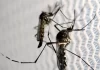 El Niño e altas temperaturas favorecem aumento de casos de dengue