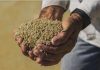 Importação de arroz: para consumidor, preço final do quilo será de R$ 4