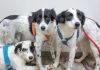 Mais de 55,4 mil cães e gatos foram castrados por meio dos programas do GDF