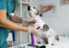 Temporada de carrapatos e pulgas: médico veterinário alerta que cuidados devem ser redobrados