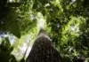 COP29 fecha acordo climático e chefe da ONU critica resultado