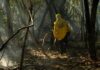 Amazônia tem o maior número de queimadas e incêndios em 17 anos