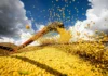 China suspende compra de soja de 5 exportadoras brasileiras