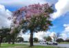 Floração das paineiras embeleza ainda mais as ruas e áreas públicas do Distrito Federal
