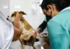 Programa oferece mil vagas para castração gratuita de cães e gatos em Taguatinga