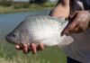 Produção de pescado bate recordes no Distrito Federal