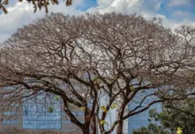 Centro-Oeste tem três alertas ativos para chuvas e baixa umidade